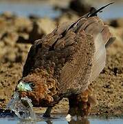 Bateleur