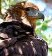 Bateleur des savanes