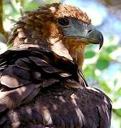 Bateleur