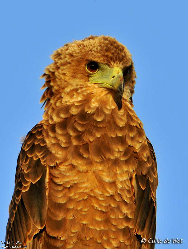 Bateleur des savanesjuvénile, portrait