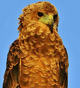 Bateleur des savanes