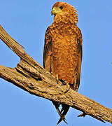 Bateleur des savanes