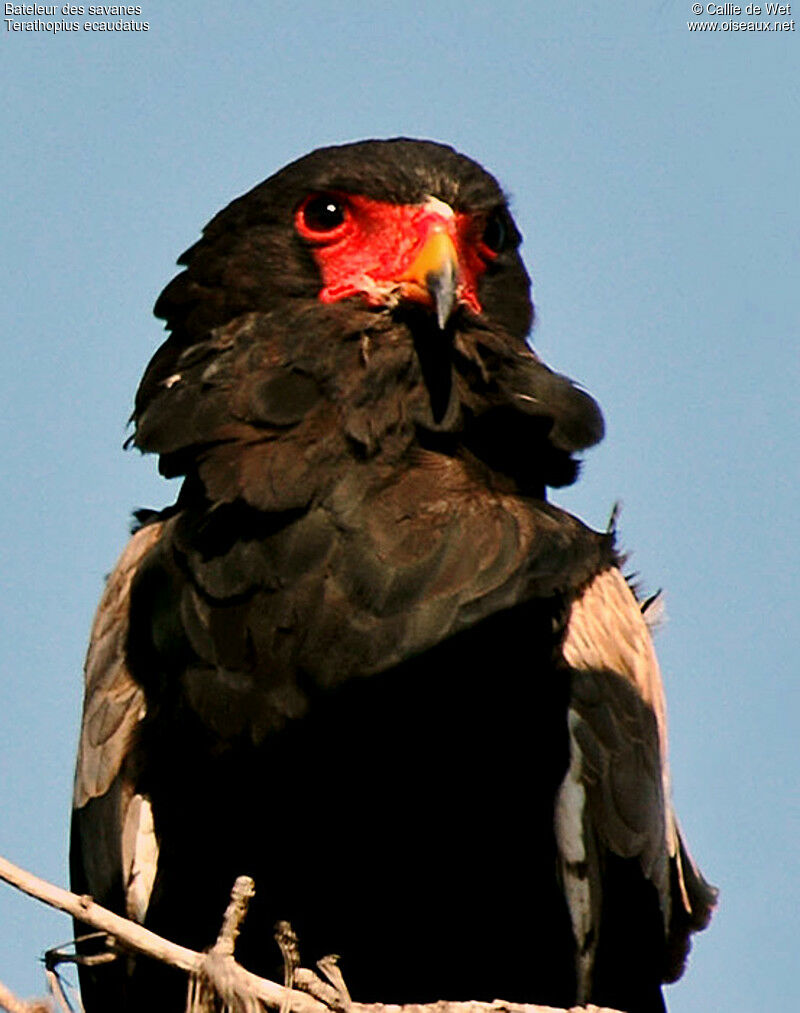 Bateleur des savanesadulte