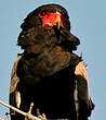 Bateleur des savanes