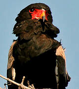 Bateleur