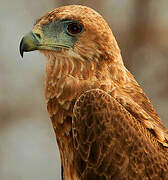 Bateleur des savanes