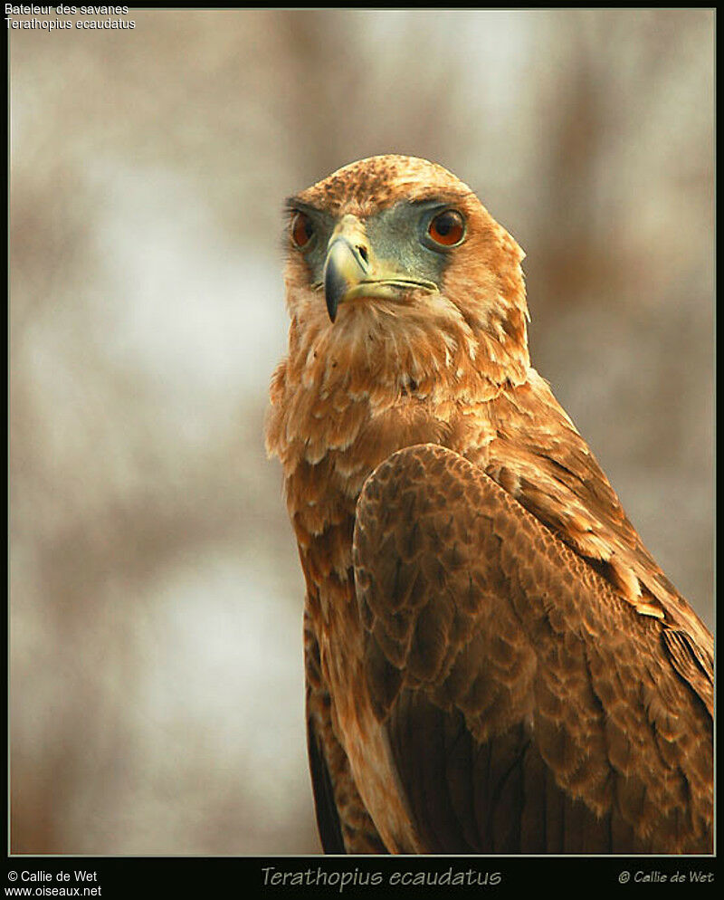 Bateleur des savanesimmature