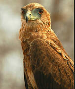 Bateleur des savanes