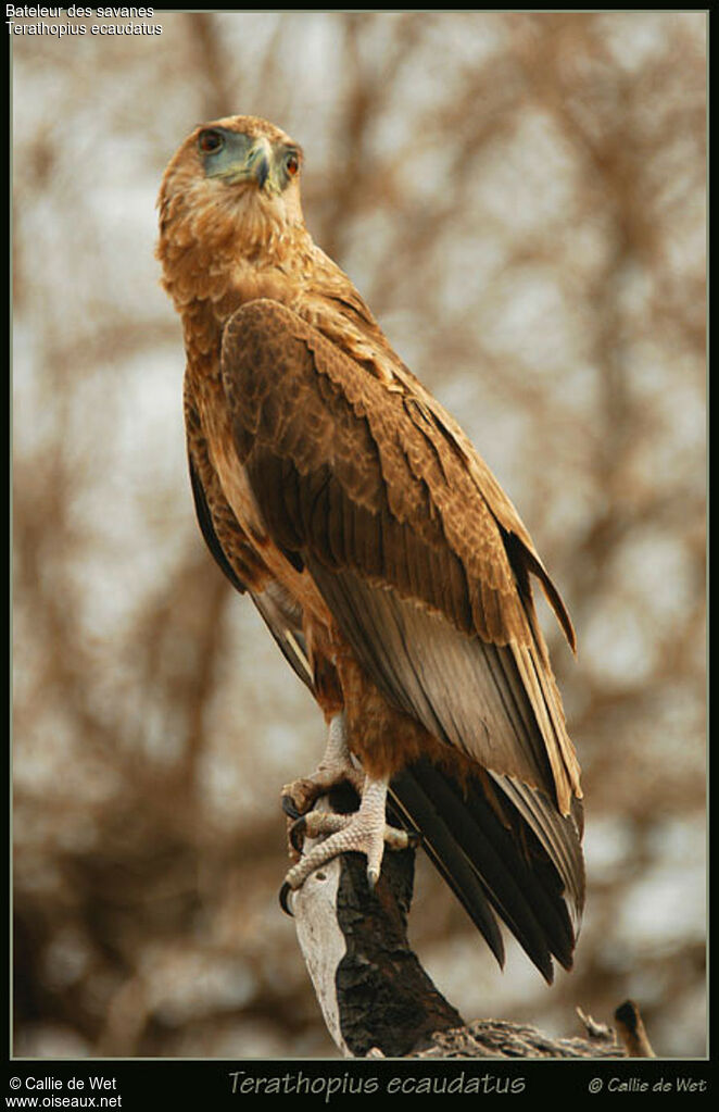 Bateleur des savanesimmature