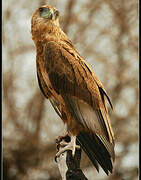 Bateleur des savanes