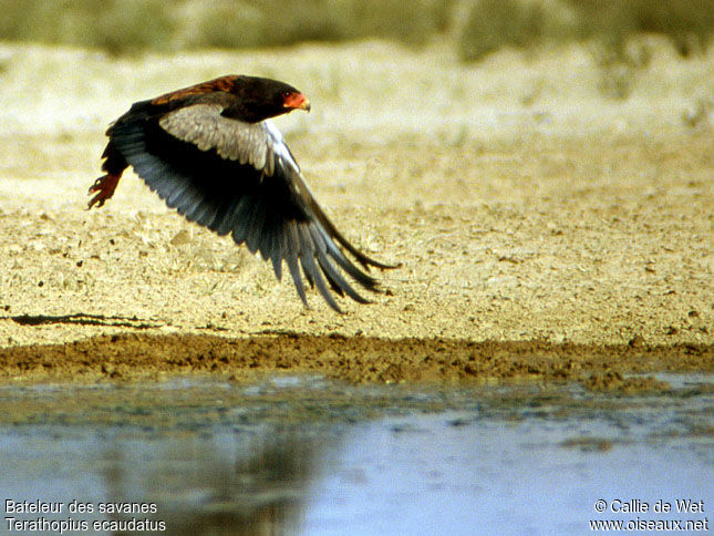 Bateleur male adult