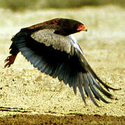 Bateleur des savanes