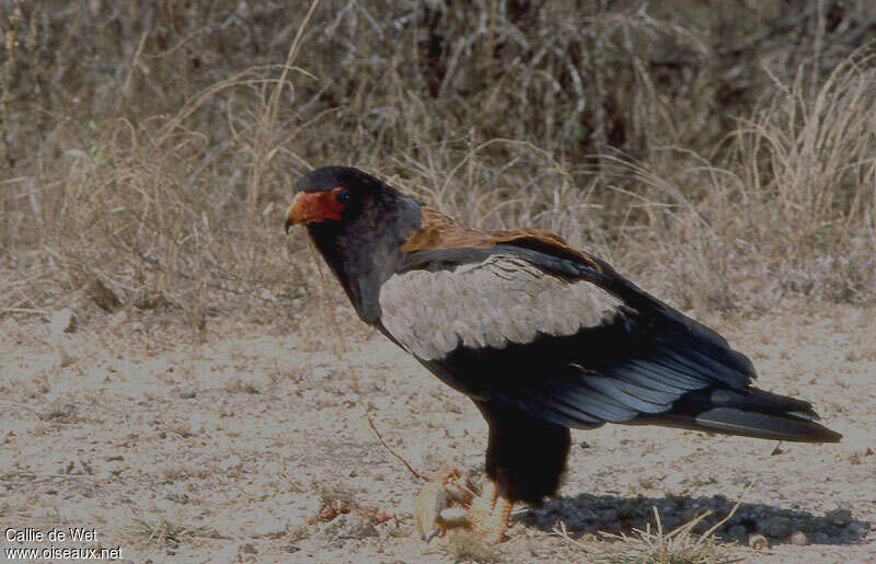 Bateleur male adult, eats