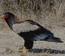 Bateleur des savanes