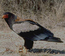 Bateleur