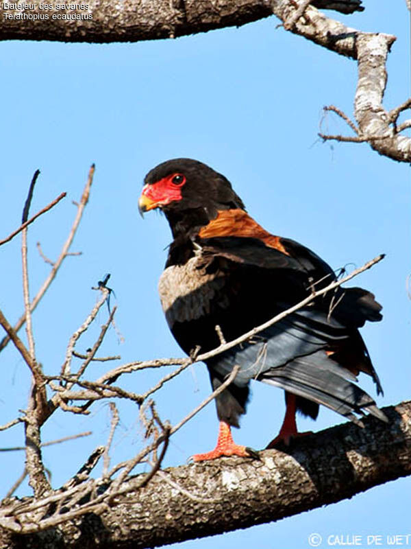 Bateleur des savanesadulte