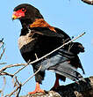 Bateleur des savanes