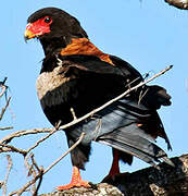 Bateleur des savanes