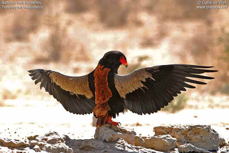 Bateleur male adult