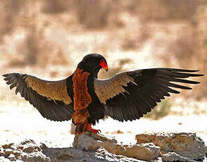 Bateleur des savanes