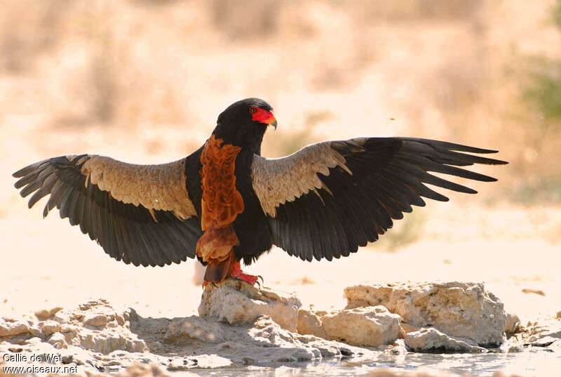 Bateleur des savanes mâle adulte, pigmentation, Comportement