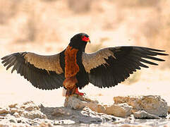 Bateleur des savanes