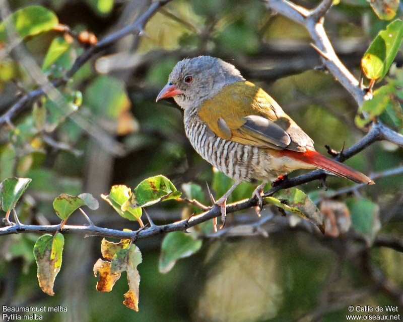 Green-winged Pytilia female adult