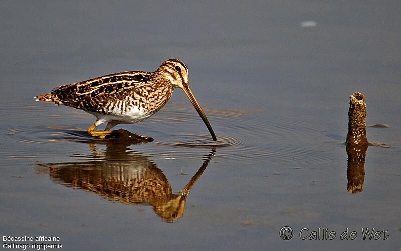 African Snipeadult