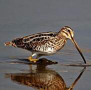 African Snipe