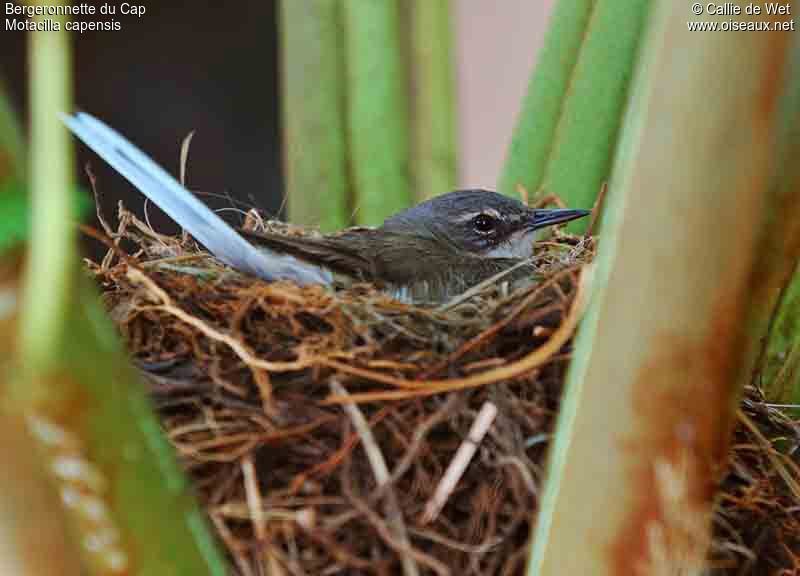 Cape Wagtailadult