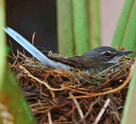 Cape Wagtail