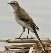 Cape Wagtail