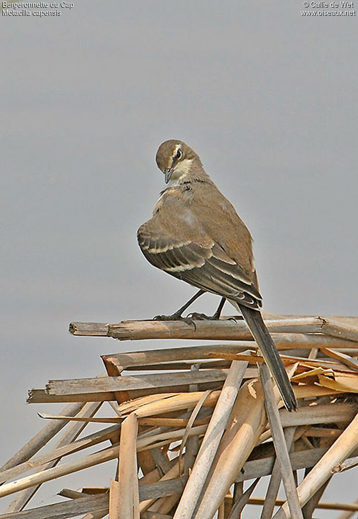 Cape Wagtailadult