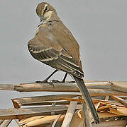 Cape Wagtail