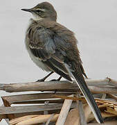 Cape Wagtail