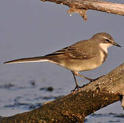 Cape Wagtail