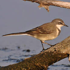 Bergeronnette du Cap