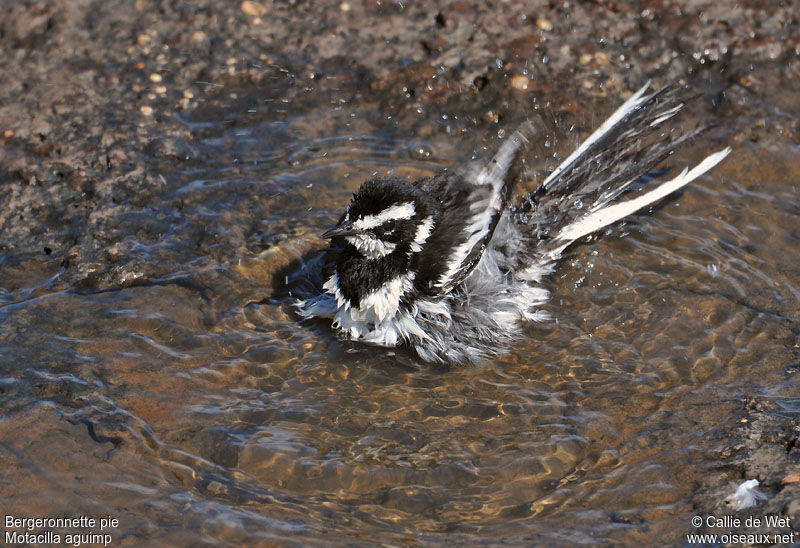 African Pied Wagtailadult