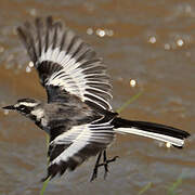 African Pied Wagtail