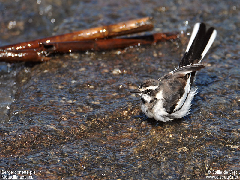 African Pied Wagtailimmature