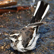 African Pied Wagtail