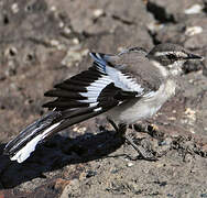 African Pied Wagtail