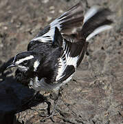 African Pied Wagtail