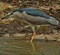 Black-crowned Night Heron