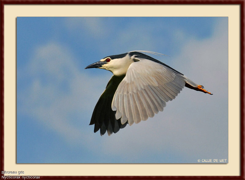 Black-crowned Night Heronadult