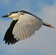 Black-crowned Night Heron