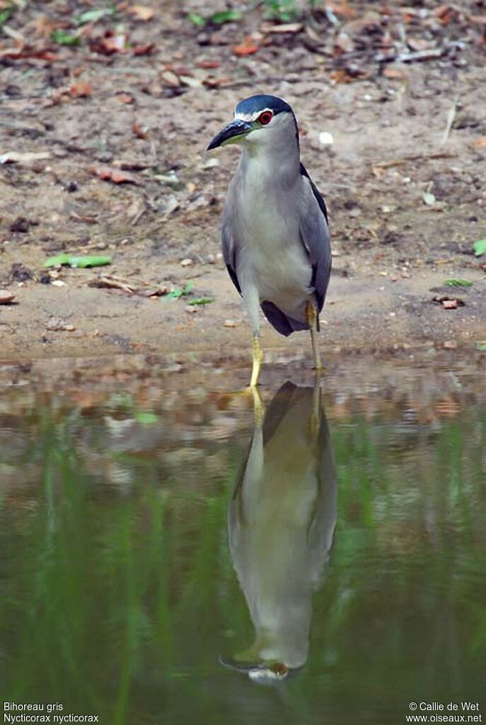 Black-crowned Night Heronadult