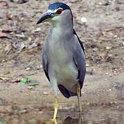 Black-crowned Night Heron