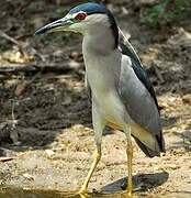 Black-crowned Night Heron