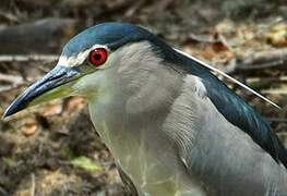 Black-crowned Night Heron